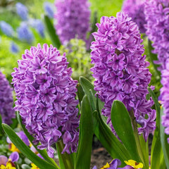 Purple Voice Hyacinth