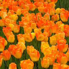 Daydream Tulip