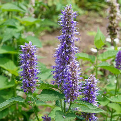 Purple Giant Hyssop Herb — Plant