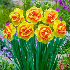 Kiwi Sunset Daffodil