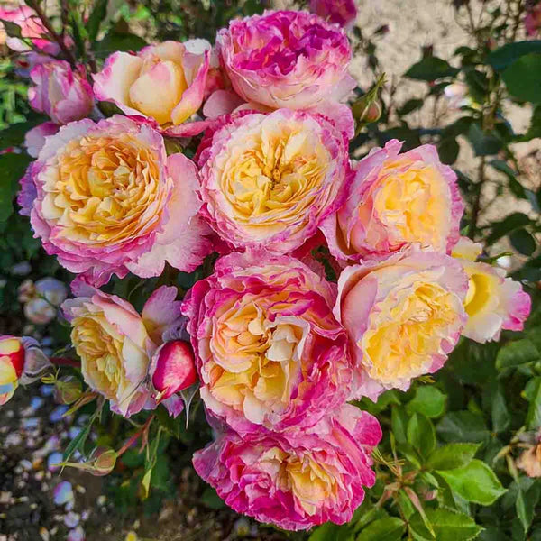 Living the Dream™ Grandiflora Rose