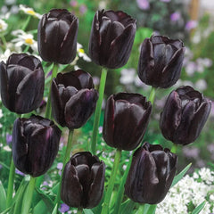 Prize Dutch Tulip Collection
