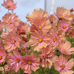 Apricotta Cosmos