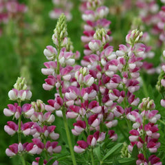 Avalune Red-White Lupine
