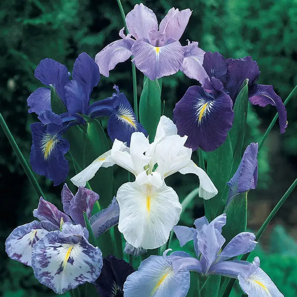 Cool Shades Dutch Iris Mixture