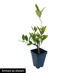 Dwarf Key Lime Tree