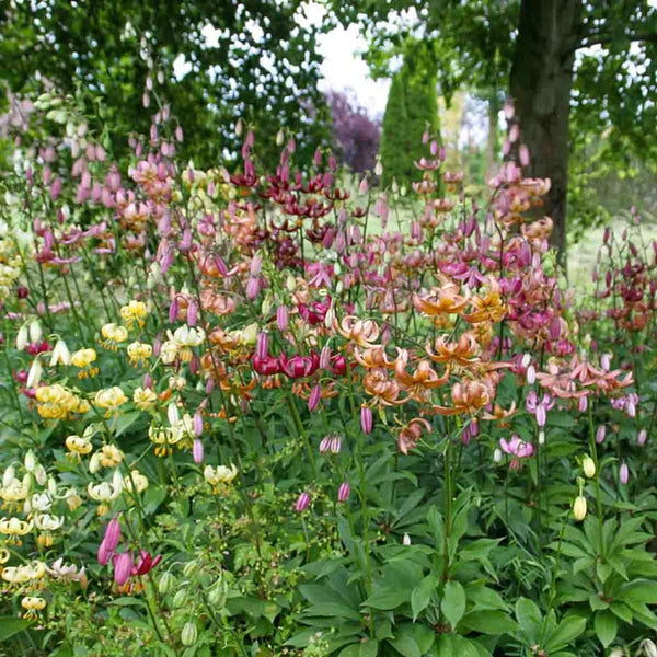 Turk's Cap Lily Mixture