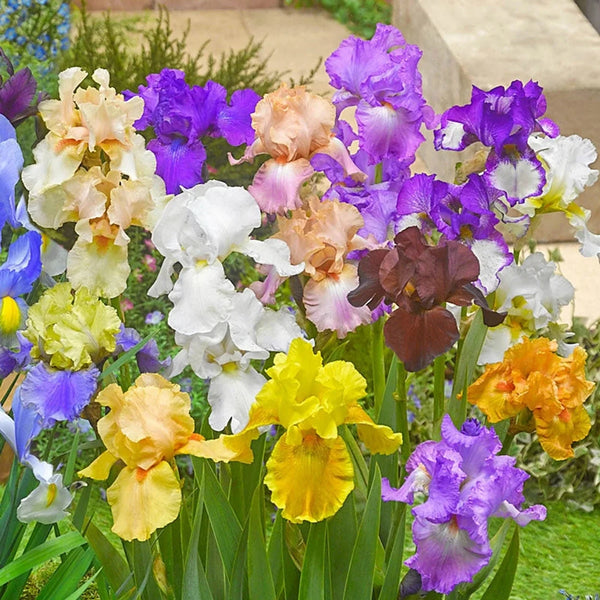 Reblooming Tall Bearded (German) Iris Mixture