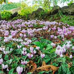Hardy Cyclamen