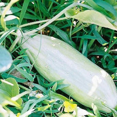 Rare Banana Melon Seed Exotic Charm Sweet Fruit  Unique Flavor