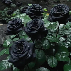 Rare Black Rose Seeds for Planting