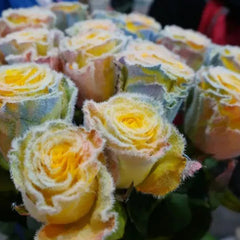 Rainbow Frost Rose Seeds – Add a Touch of Frosted Magic to Your Garden!