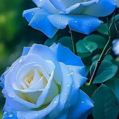 Broken Ice Blue Rose Seeds - Rare