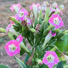 Virginia Tobacco Seed (Tabacum species)