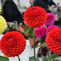 Dahlia Ball Pompon Mix Seeds Annual Flowers Beautiful for Planting