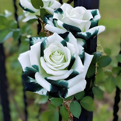 Rare White and Green Twin Roses