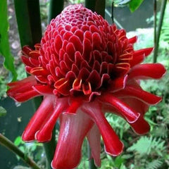 Porcelain rose seeds Etlingera elatior Torch Ginger