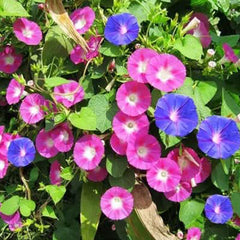 Mixed Morning Glory Seeds for Planting, Wonderful Climbing Heirloom Vine, Beautiful Perennial Flowers, Non - GMO Seeds, Easy to Plant