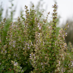 Clary Sage