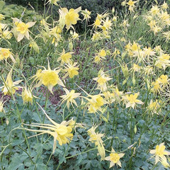 Columbine Seeds Aquilegia Seeds Bright Yellow Perennial Attract Butterflies　