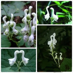 Rare Swan Flowers Seeds 