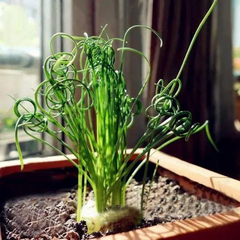 Egrow Sprial Grass Seeds Green Succulents Plants Garden DIY Bonsai Potted Flower Seeds