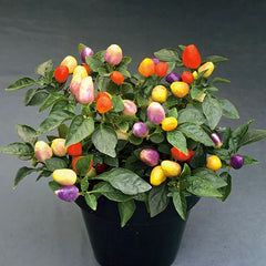 Five-Color Pepper Ornamental Pepper