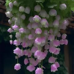 Begonia flower Seeds
