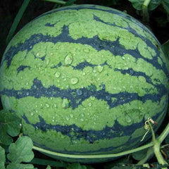 Rare Blue Watermelon Fruit Seed Sweet Juicy Fruits High Germination Rate