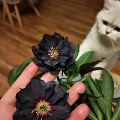 Christmas Rose-Black Hellebore