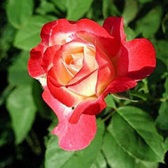 Mixed Multicolored Rose Flower Seeds Perennial Flowers Rare Plants Garden Bonsai