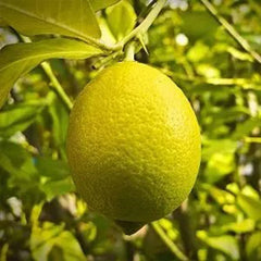 Perfume Lemon Seeds  High Germination Rate - Year Round Blooms and Fruits