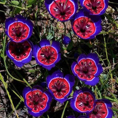 Geissorhiza radians