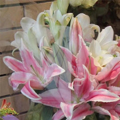 Oriental Perfume Lily Seeds