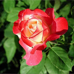 Mixed Multicolored Rose Flower Seeds Perennial Flowers Rare Plants