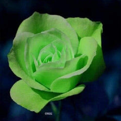 Green Rose Rosa Flowers Seeds Bush Shrub Perennial Flower