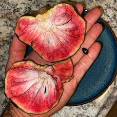 San Pablo Custard Apple Rare Fruit Seeds