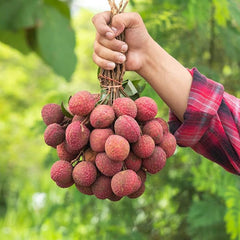 Lychee Tropical Fruit Seeds for Planting Outdoor  Exotic Fruit for Plant Indoor Bonsai Tree