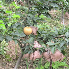 Pear Seeds Yellow Chinese Pear Tree Bonsai Seeds Sweet Delicious Exotic Fruit Seeds