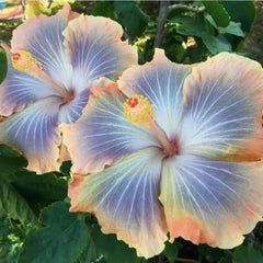 Beautiful Cosmic Dancer Hibiscus