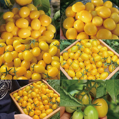 Patio Choice Yellow Cherry Tomato Seeds
