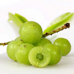 Phyllanthus Emblica,Indian Gooseberry Edible Fruit Ornamental Deciduous Tree Survival Gear Food Seeds