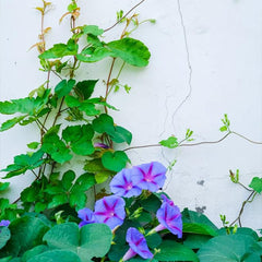 Morning Glory Seeds for Planting, Mixed Color Ipomoea Nil Seeds Heirloom Vine, High Germination Rate Open Pollinated Seeds