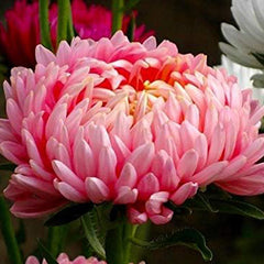 Peony Aster Mix for Planting