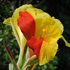 Mixed Canna Lily Flower Seeds Perennial Beautiful Bonsai Plant Home Garden Decor
