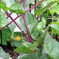 Malabar Red Stem Spinach Seeds