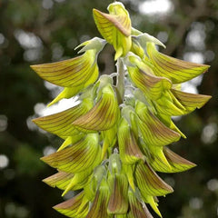 Green Birdflower
