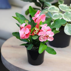 Euphorbia Crown of Thorns Plant Decor, Cactus Plants Live Houseplants
