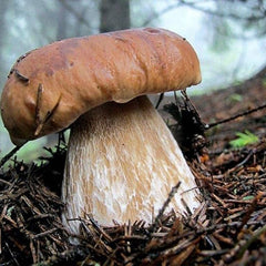 Porcini Mushroom King Bolete Mycelium Spawn Dried Spores Kit for Planting Non GMO