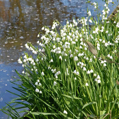 Summer Snowflake PureBeauty, Fresh Starts